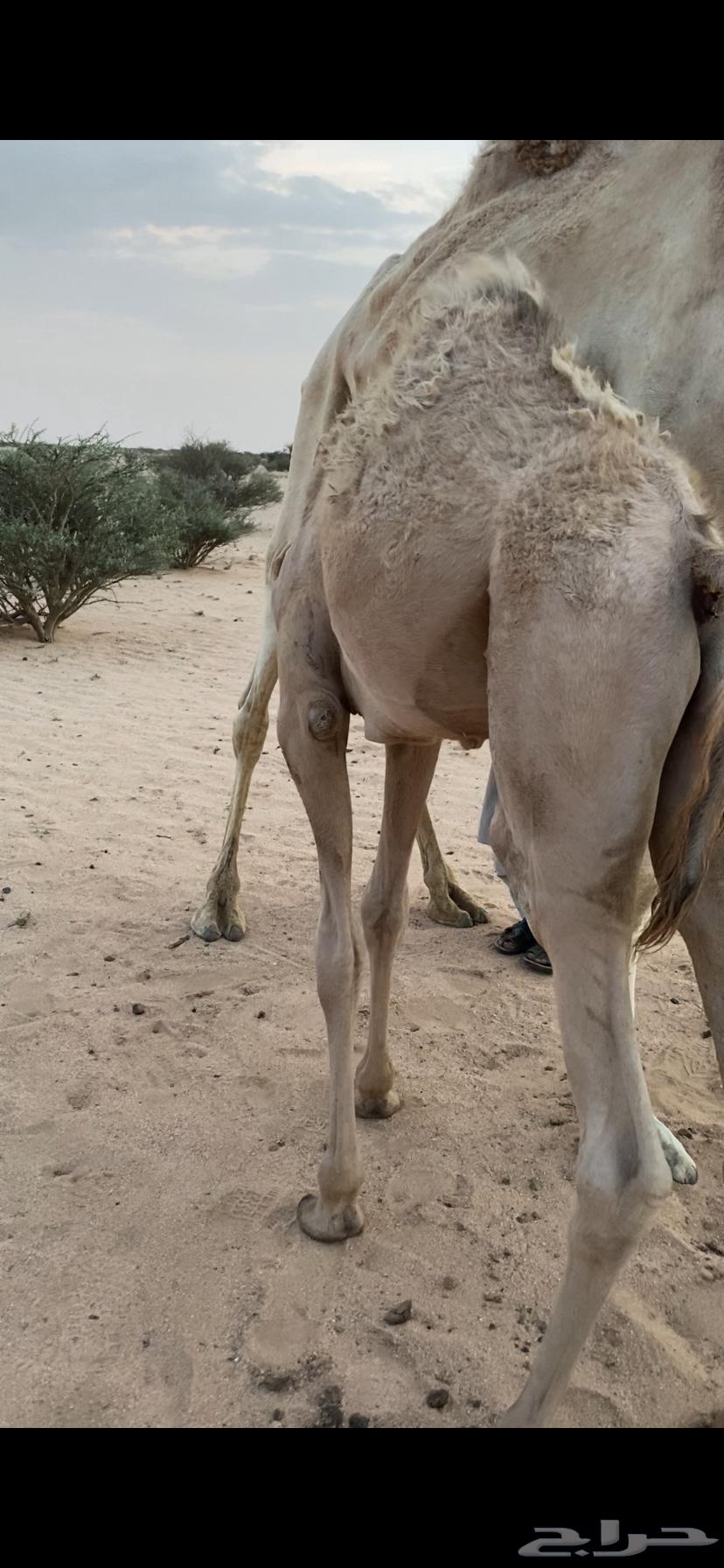 قعود على الحليب للبيع64397936135169111