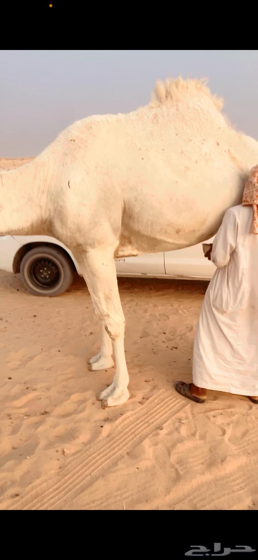 Ashra and Dhuha64397130804737112