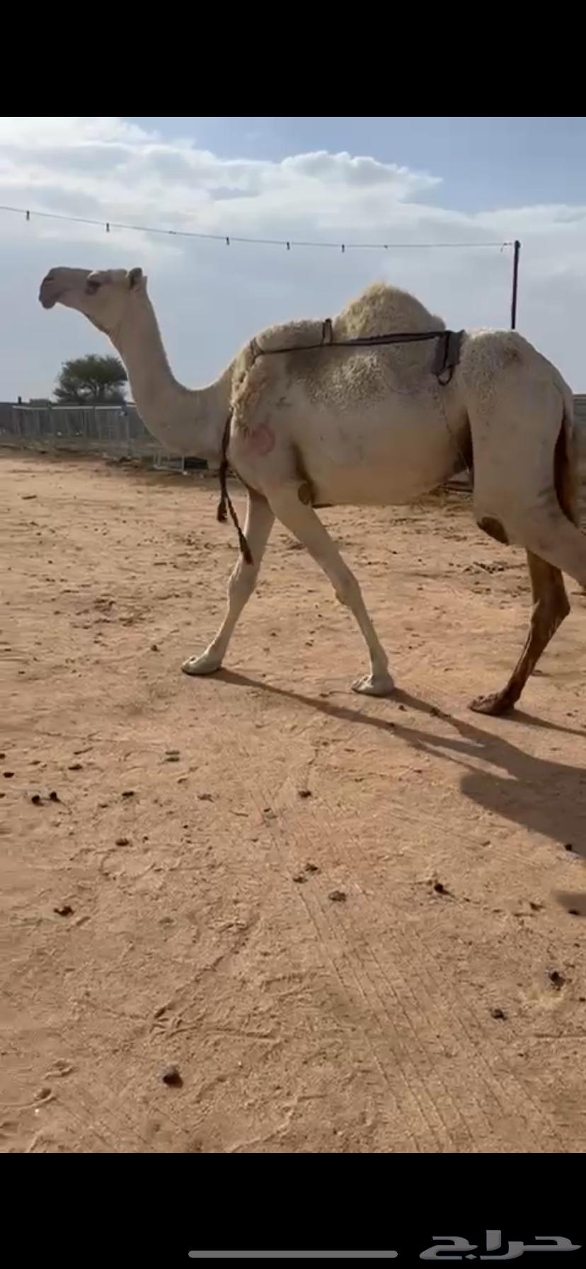 للبيع خلفه كفووو معها بكره64400384229891112