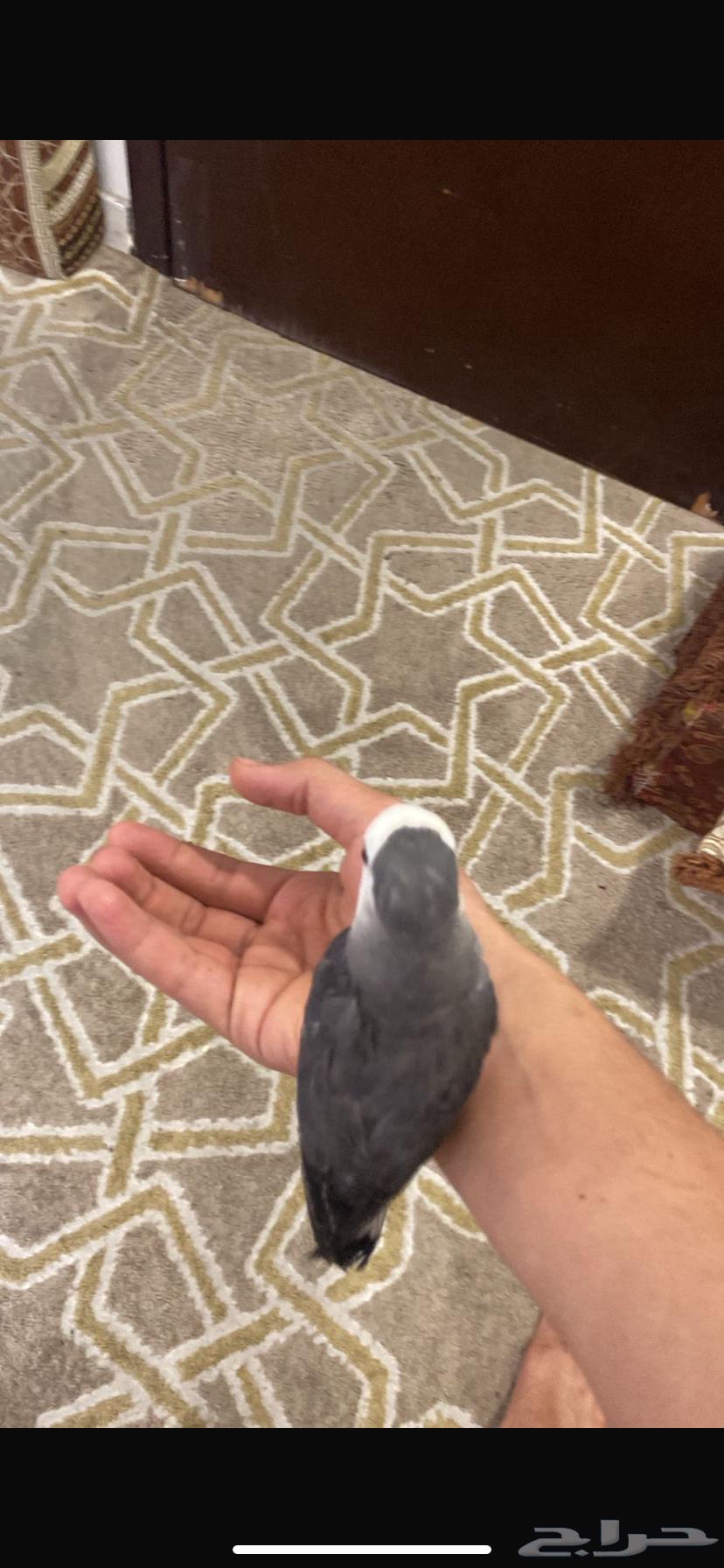 4 عصافير روز أليفه للبيع الحبه بي 23064397963313538112