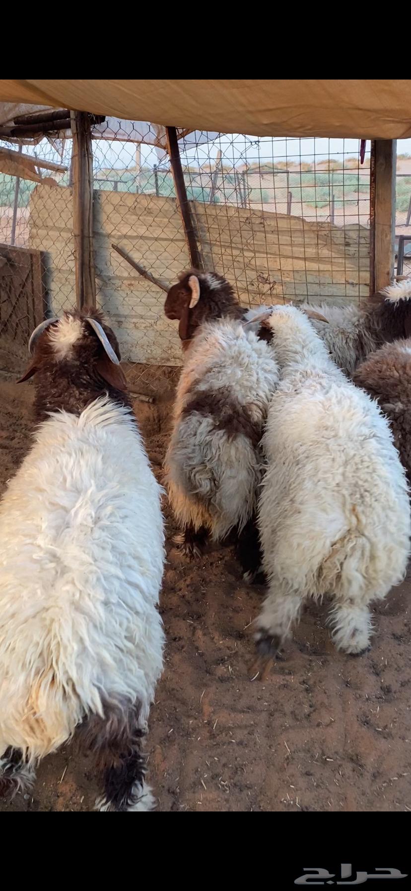 خرفان نعيم64401188964354113