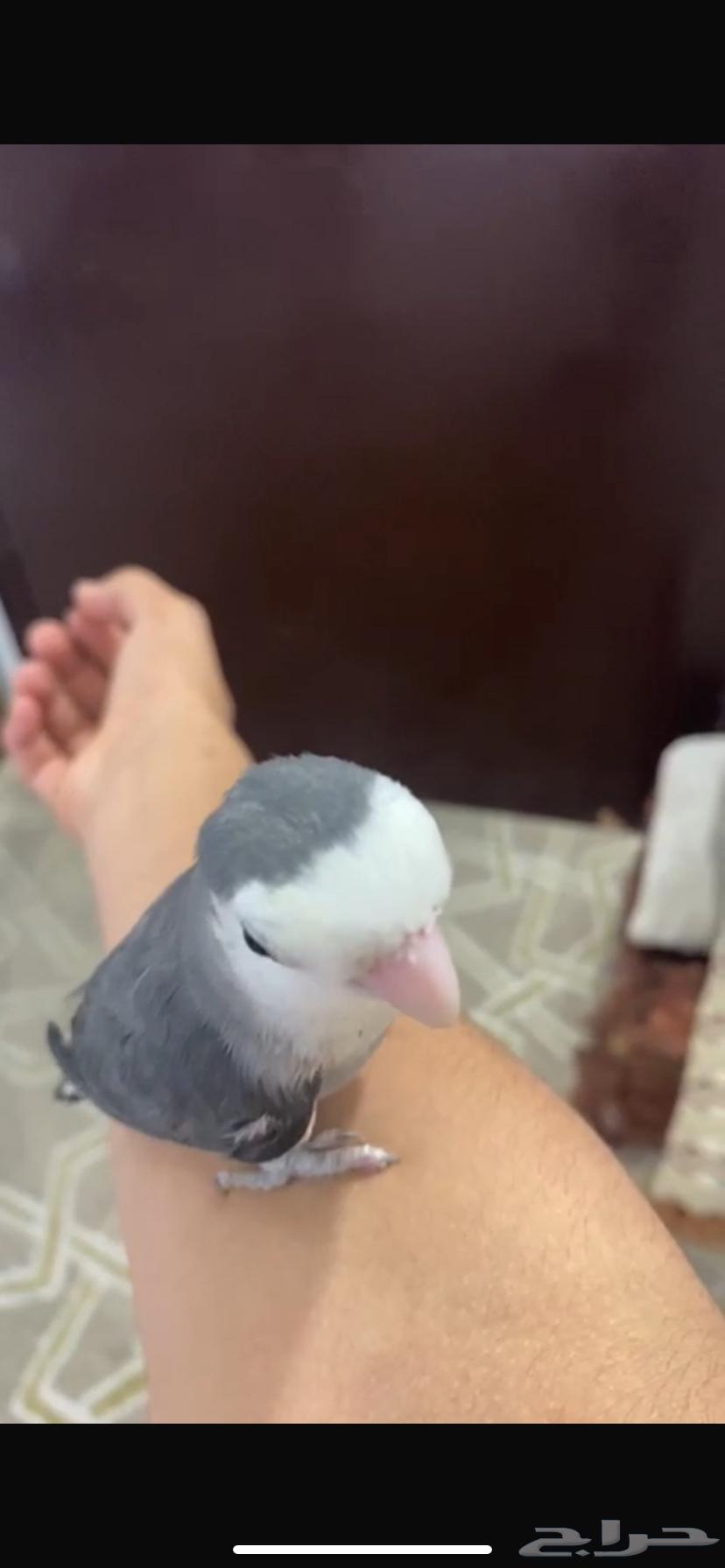 4 عصافير روز أليفه للبيع الحبه بي 23064397963313538111