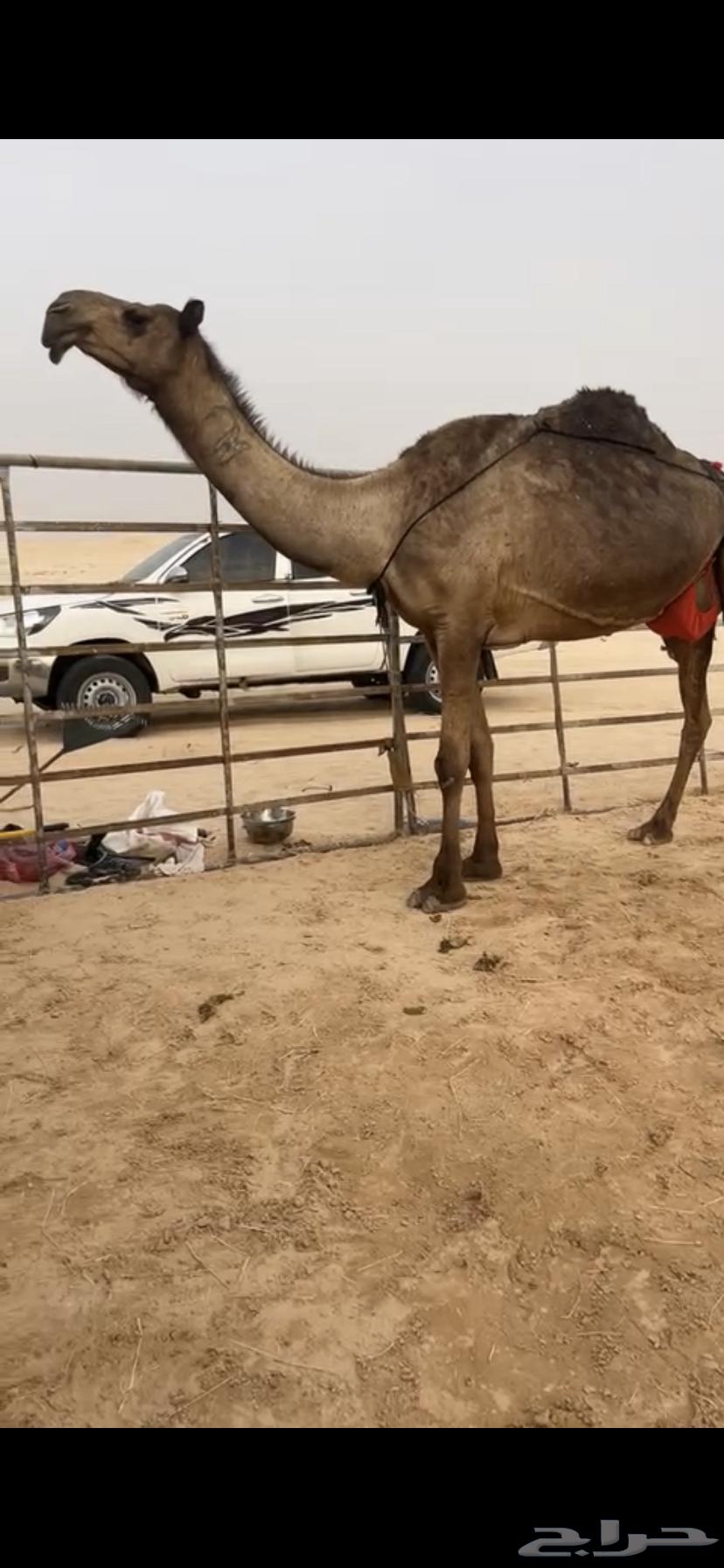 Purchasing a product64392498195203112