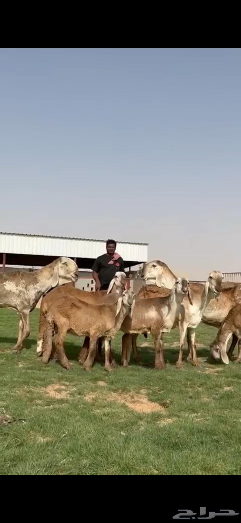 للبيع غنم سواكن نوادر خصم64394689524866111