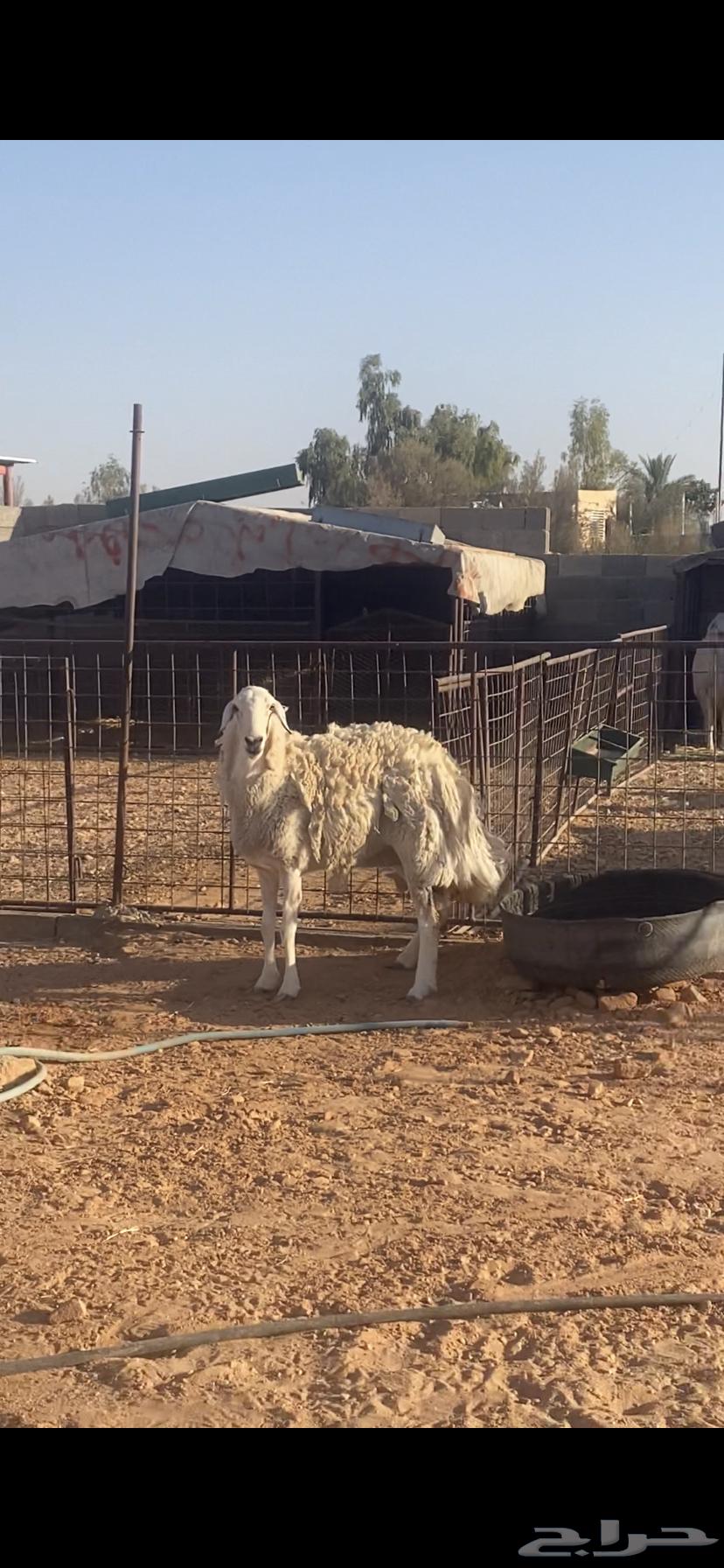 شاه حريه طيبه64394717663234111