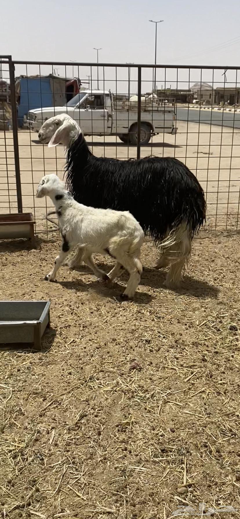 رخل نجدية دافع64398548388610110