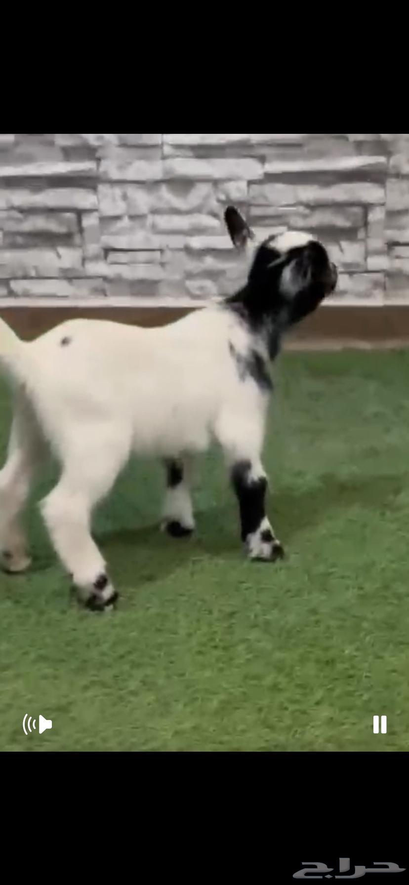 تيوس قزمي للبيع فواخر64387843620482110