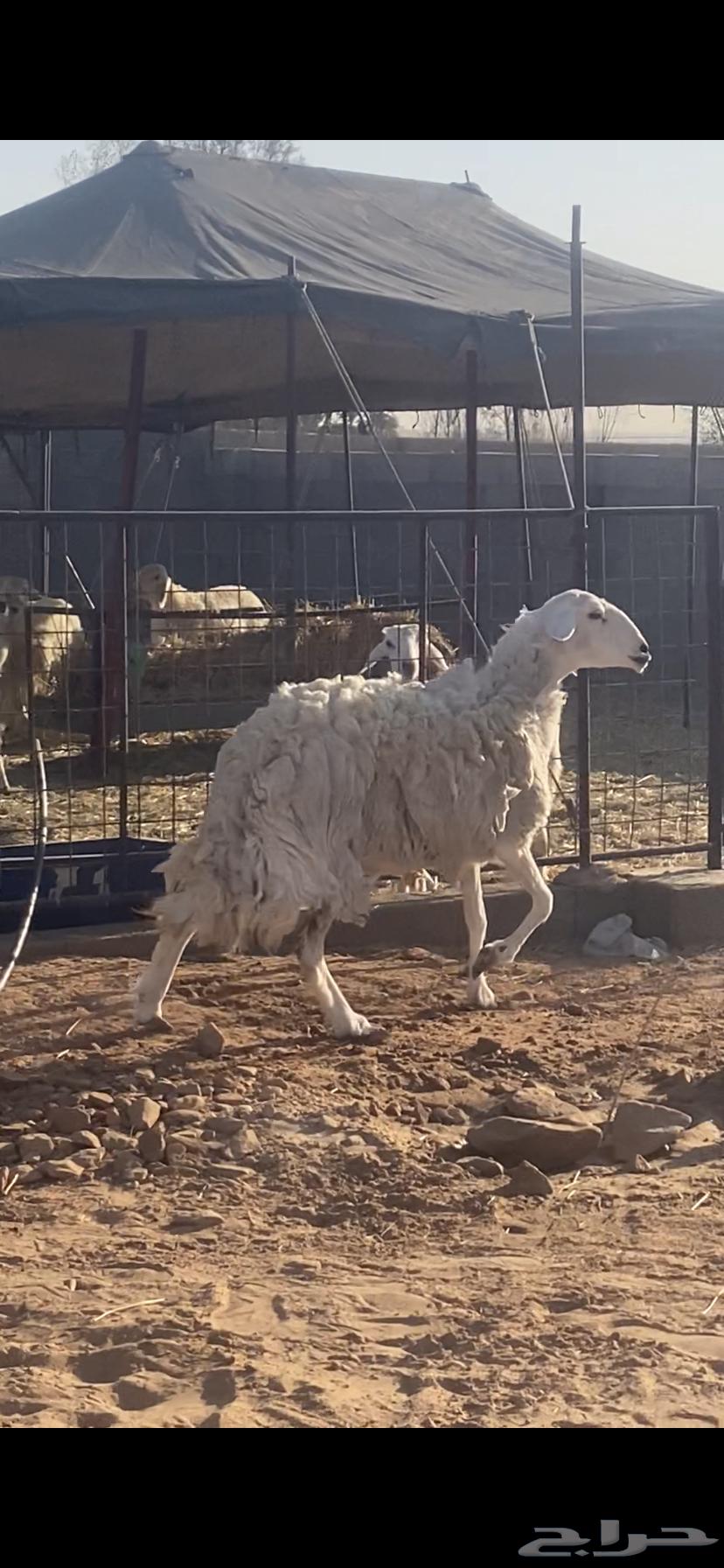 شاه حريه طيبه64394717663234110