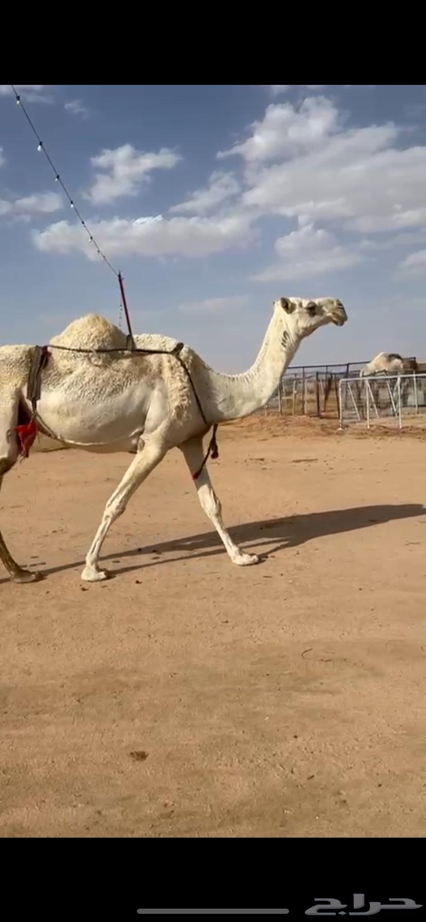 للبيع خلفه كفووو معها بكره64400384229891111