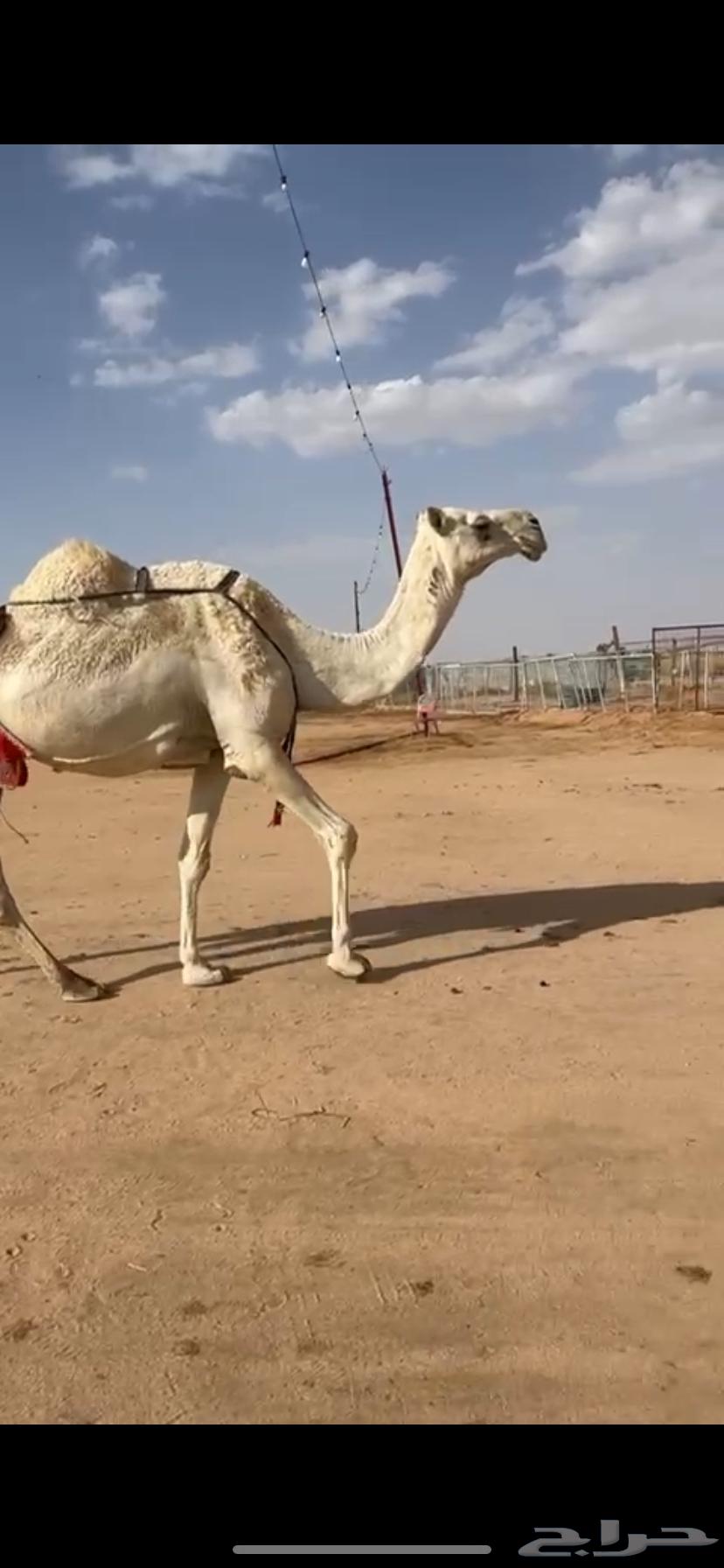 للبيع خلفه كفووو معها بكره64400384229891110