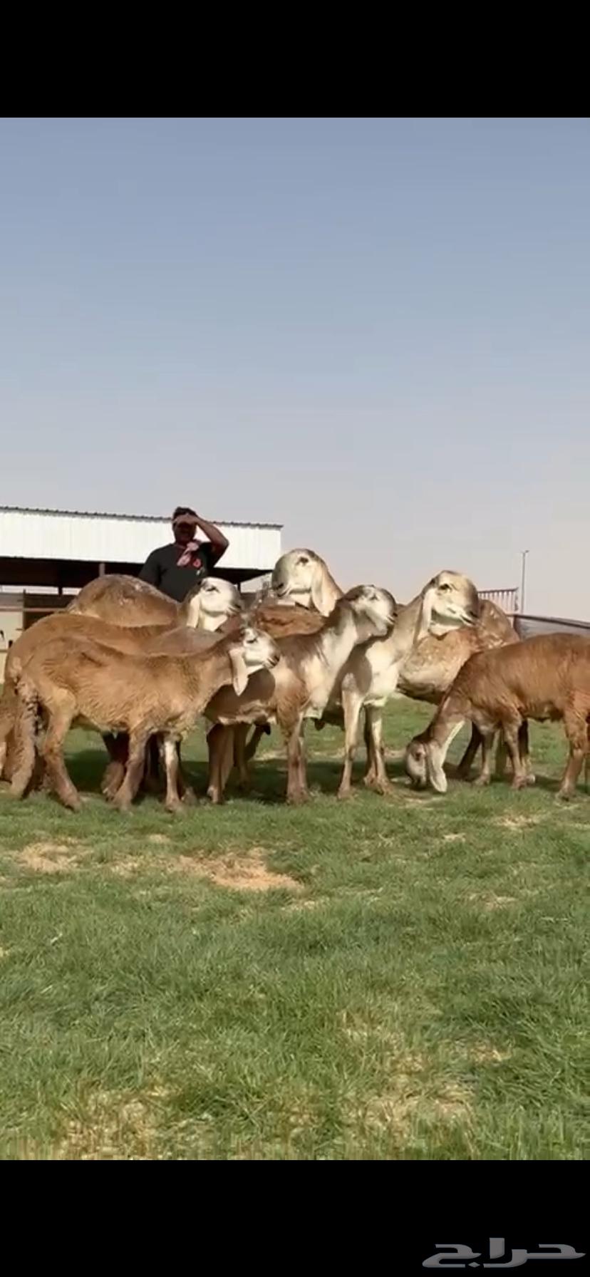 للبيع غنم سواكن نوادر خصم64394689524866110