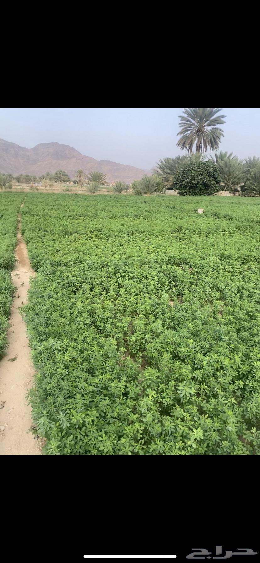 برسيم نظيف للبيع64399341064067111