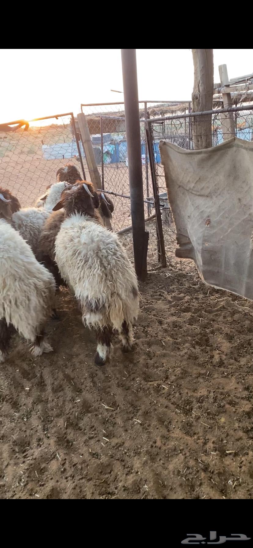 خرفان نعيم64401188964354114