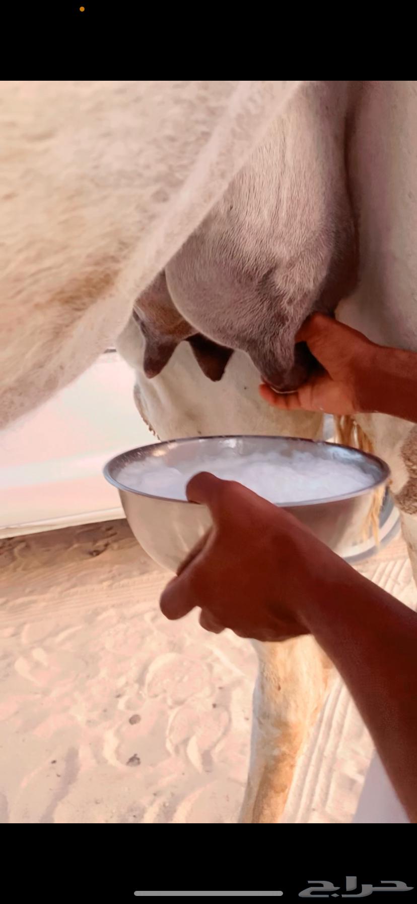 Ashra and Dhuha64397130804737111