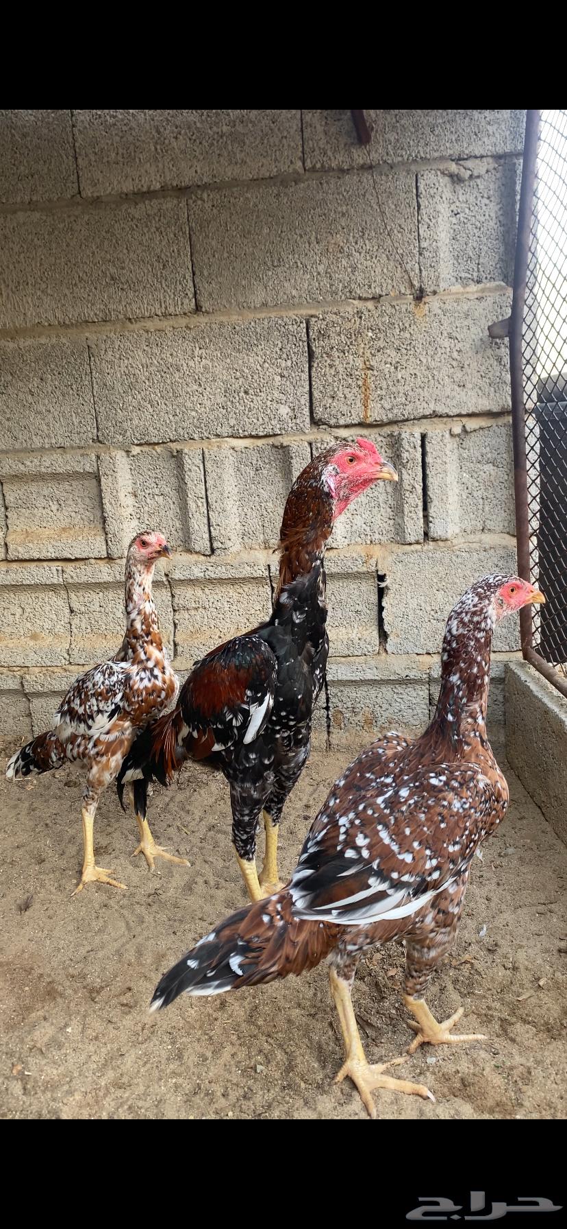 طقم سندي للبيع64397157929731110