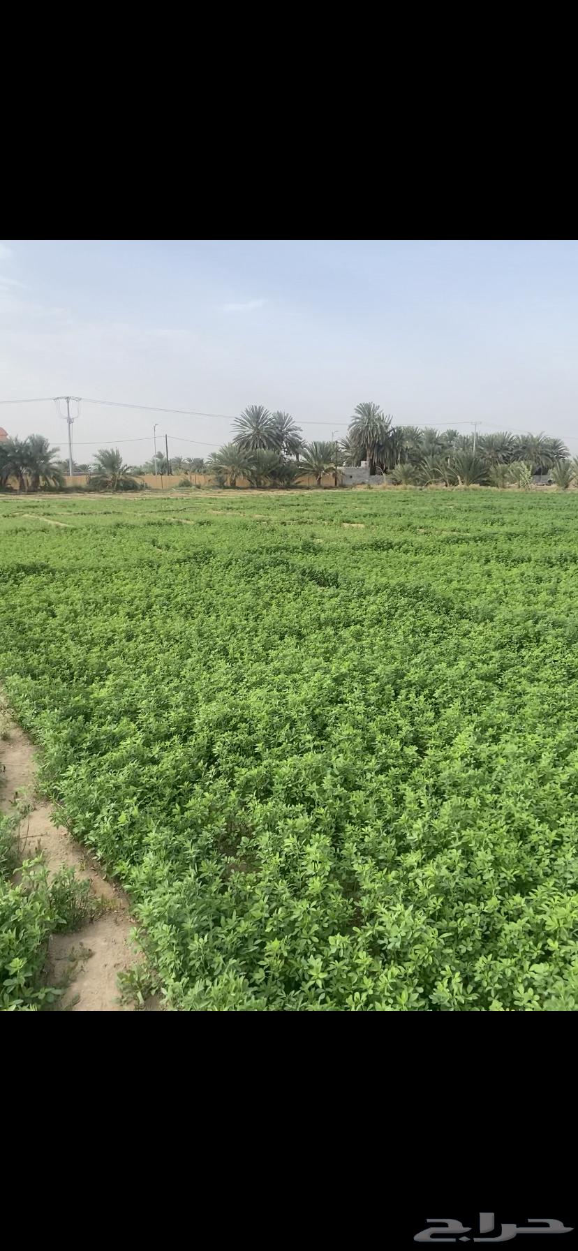 برسيم نظيف للبيع64399341064067112