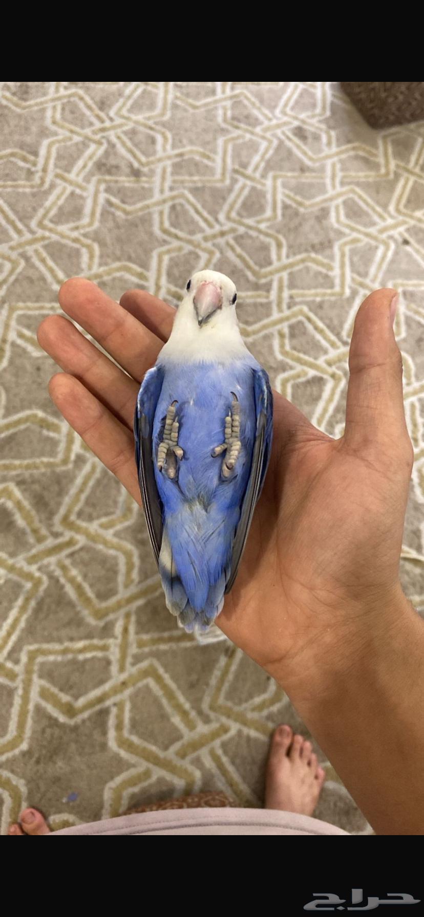 4 عصافير روز أليفه للبيع الحبه بي 23064397963313538113