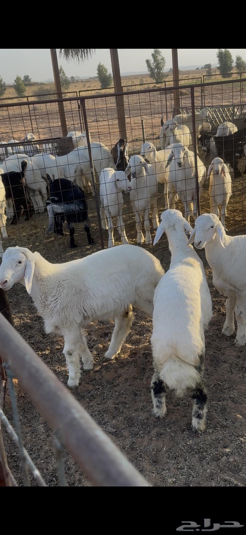 طليان حريه للبيع64399981740546111