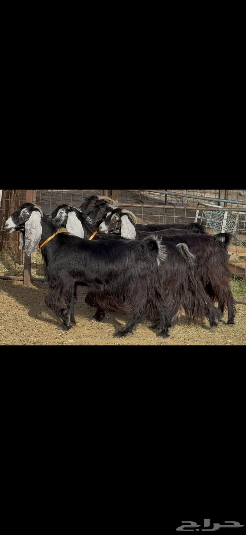 معزا عوارض صنف كفو64395531823233111