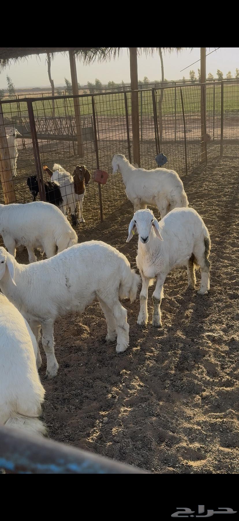 طليان حريه للبيع64399981740546112