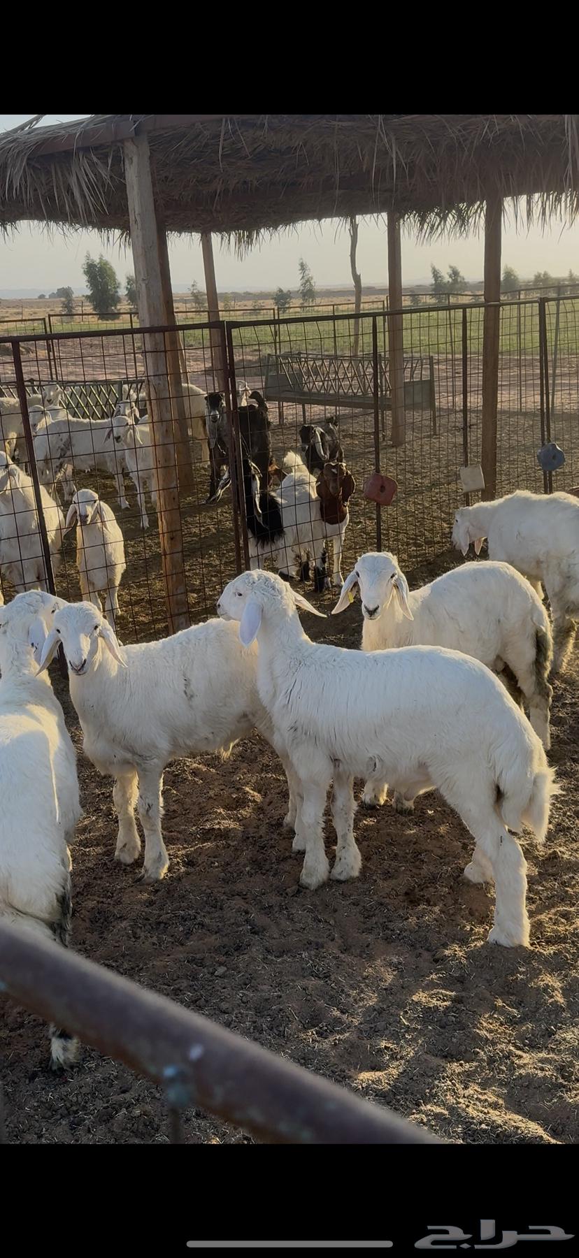 طليان حريه للبيع64399981740546110