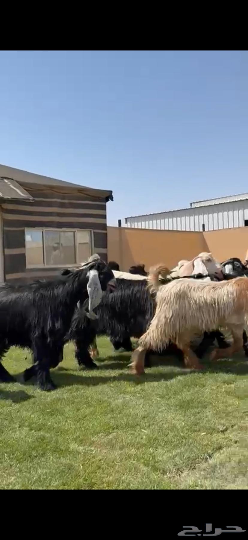 للبيع جذعات عوارض فاخره64393541548929114