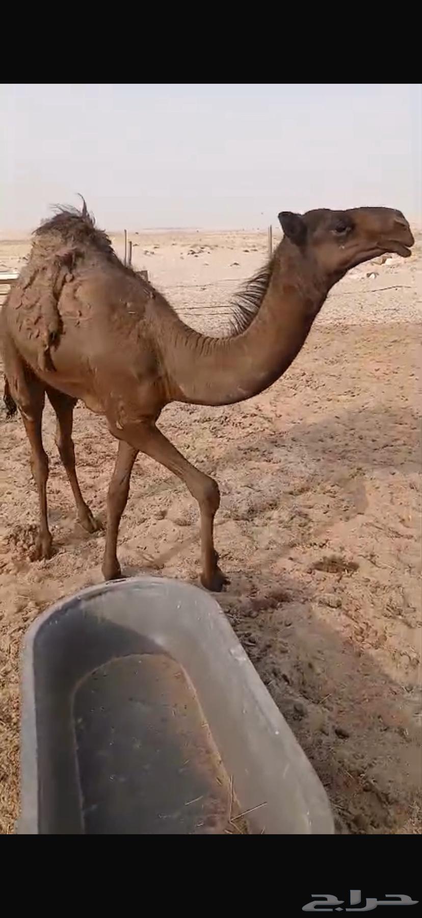 حاشي لباني مغلق64398395937153112