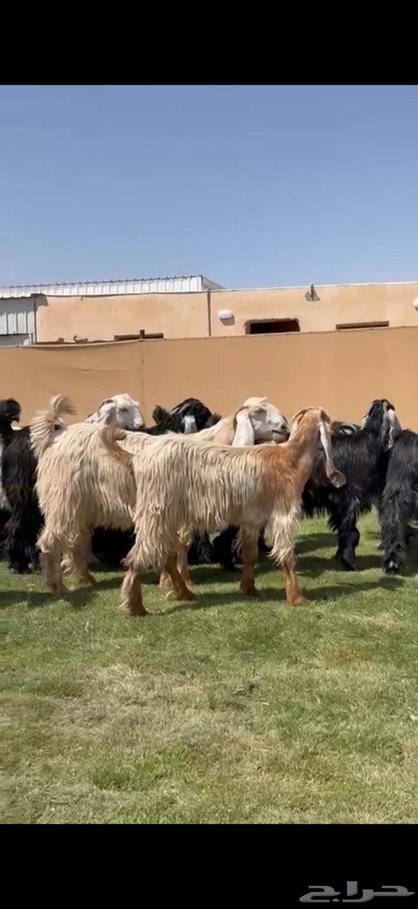 للبيع جذعات عوارض فاخره64393541548929112