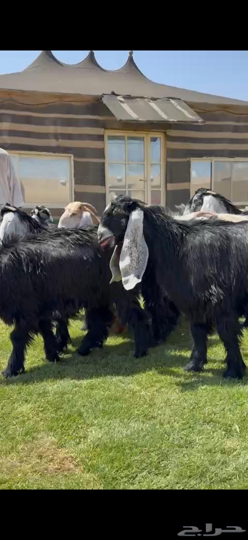 للبيع جذعات عوارض فاخره64393541548929111