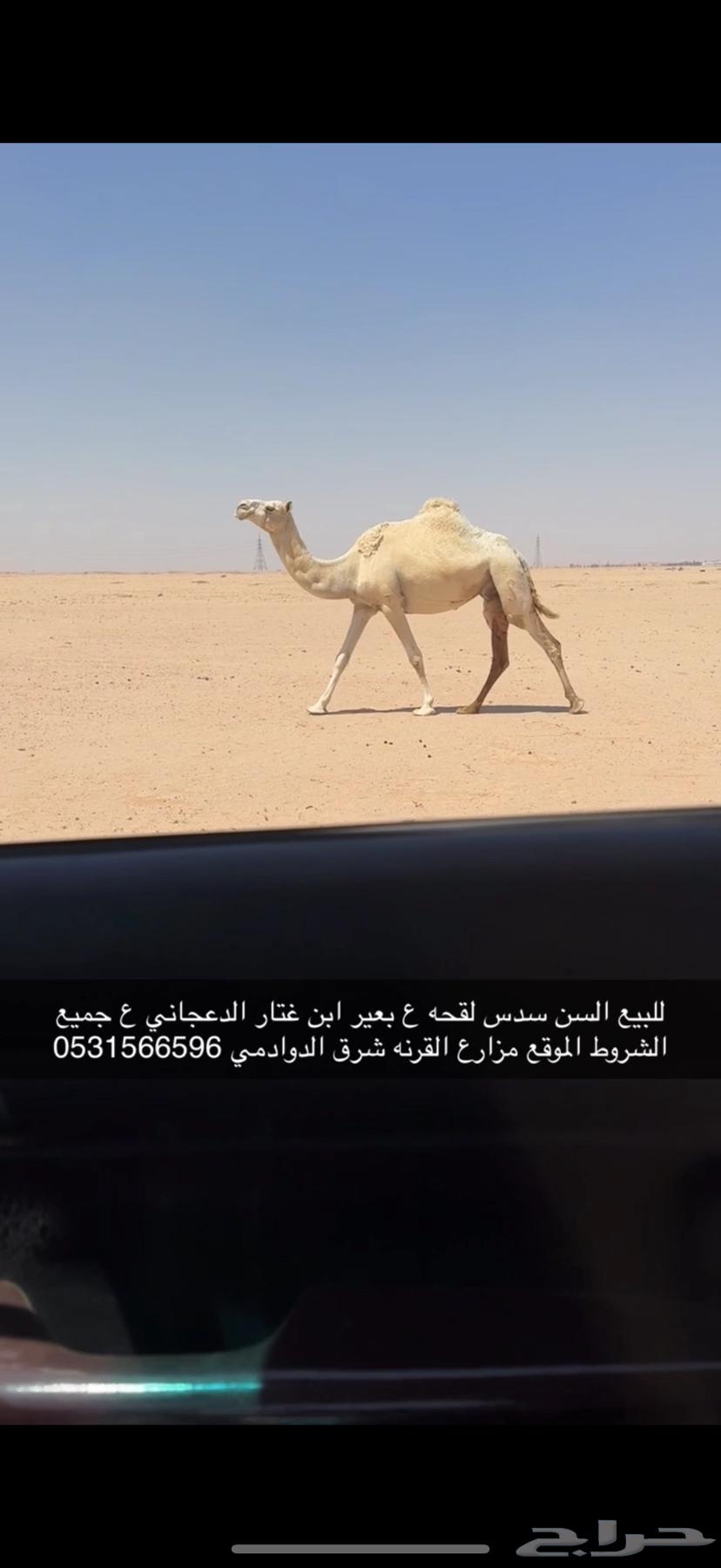 للبيع لقحه ع بعير منتج اقبل البدل غنم ذبايح مهره64400258983169110