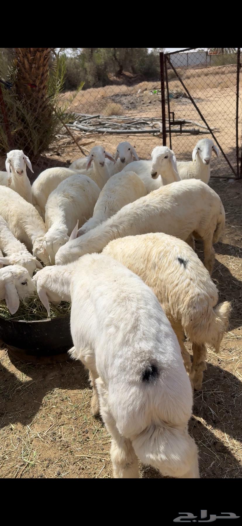 ذبائح نظيفة جدا  حري64392772470915110