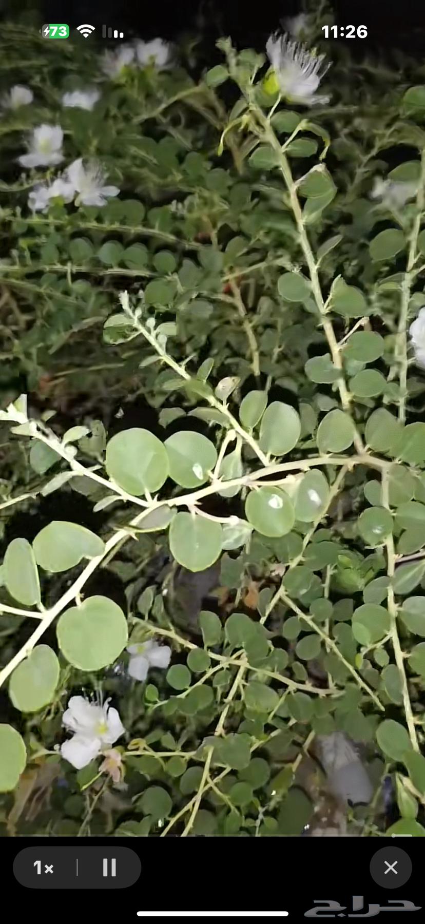 بذور الشفلح البري (الشفلح   الكبر) للبيع64392868459011110