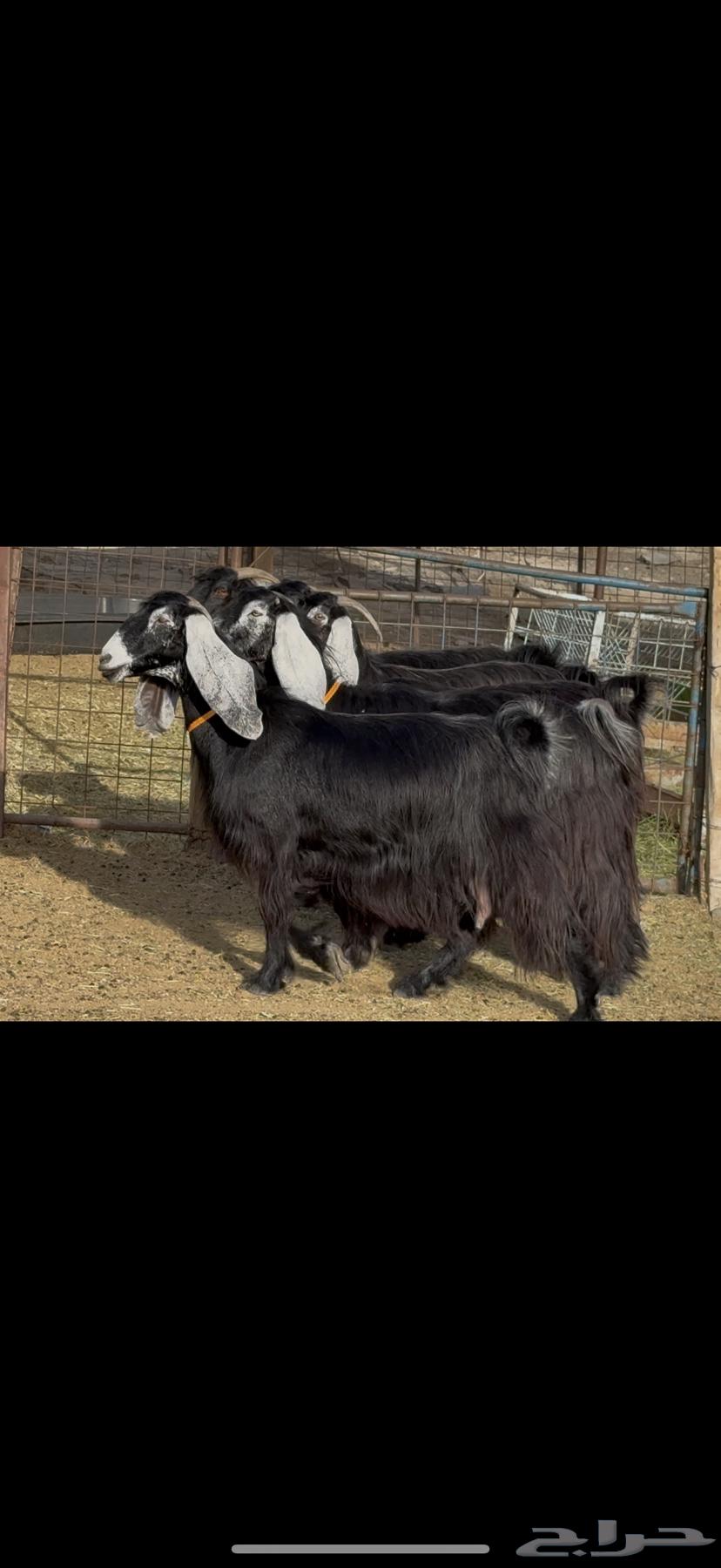 معزا عوارض صنف كفو64395531823233110