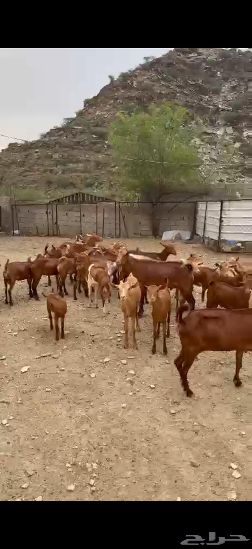 غنم دهم للبيع64399759499649110