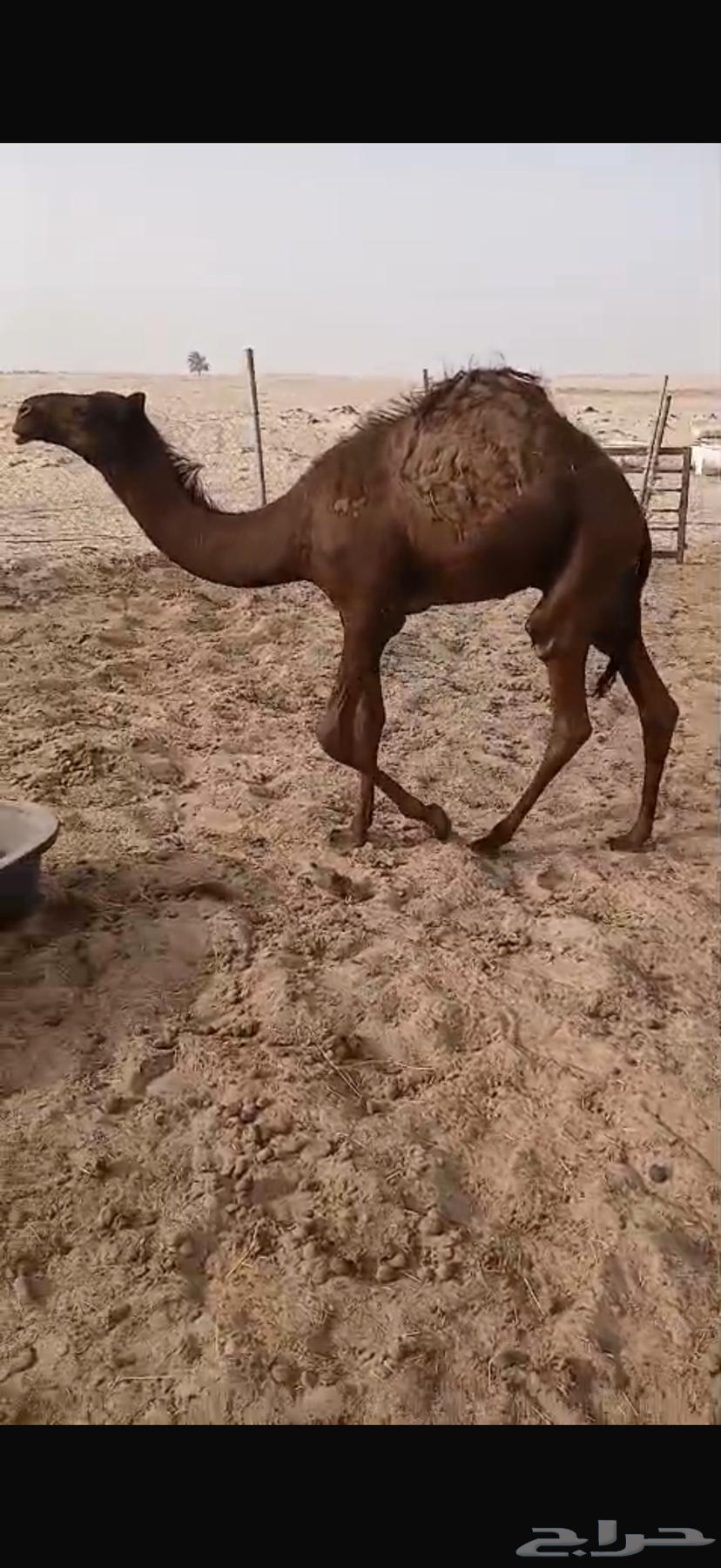 حاشي لباني مغلق64398395937153111