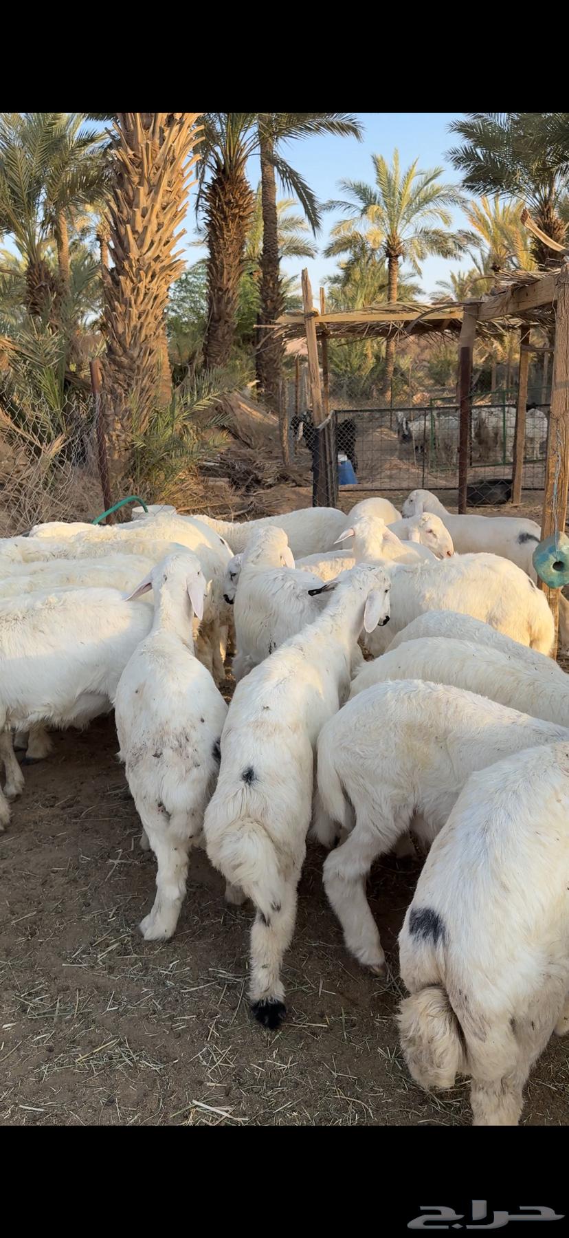 ذبائح نظيفة جدا  حري64392772470915113