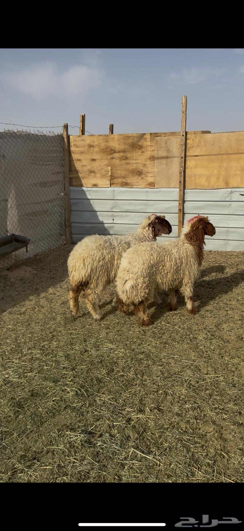 للبيع رخال نعيم جذعات بالرياض64397269996162110