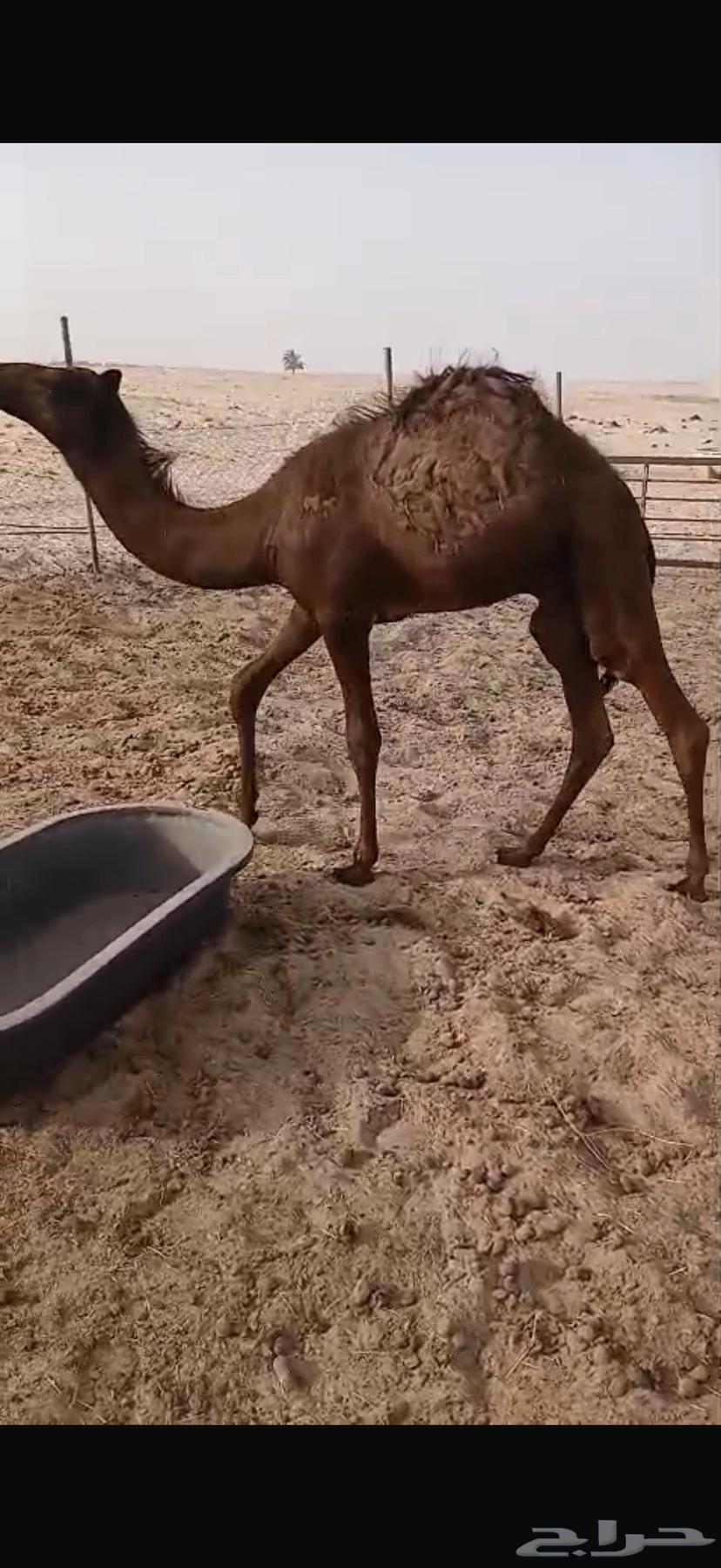 حاشي لباني مغلق64398395937153110