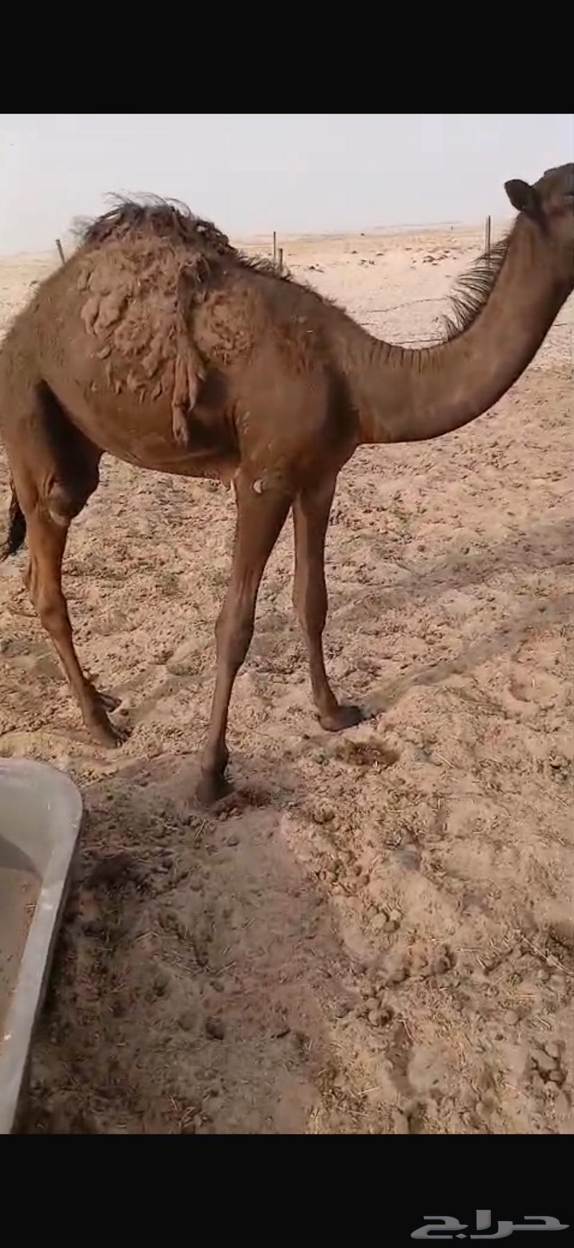 حاشي لباني مغلق64398395937153113