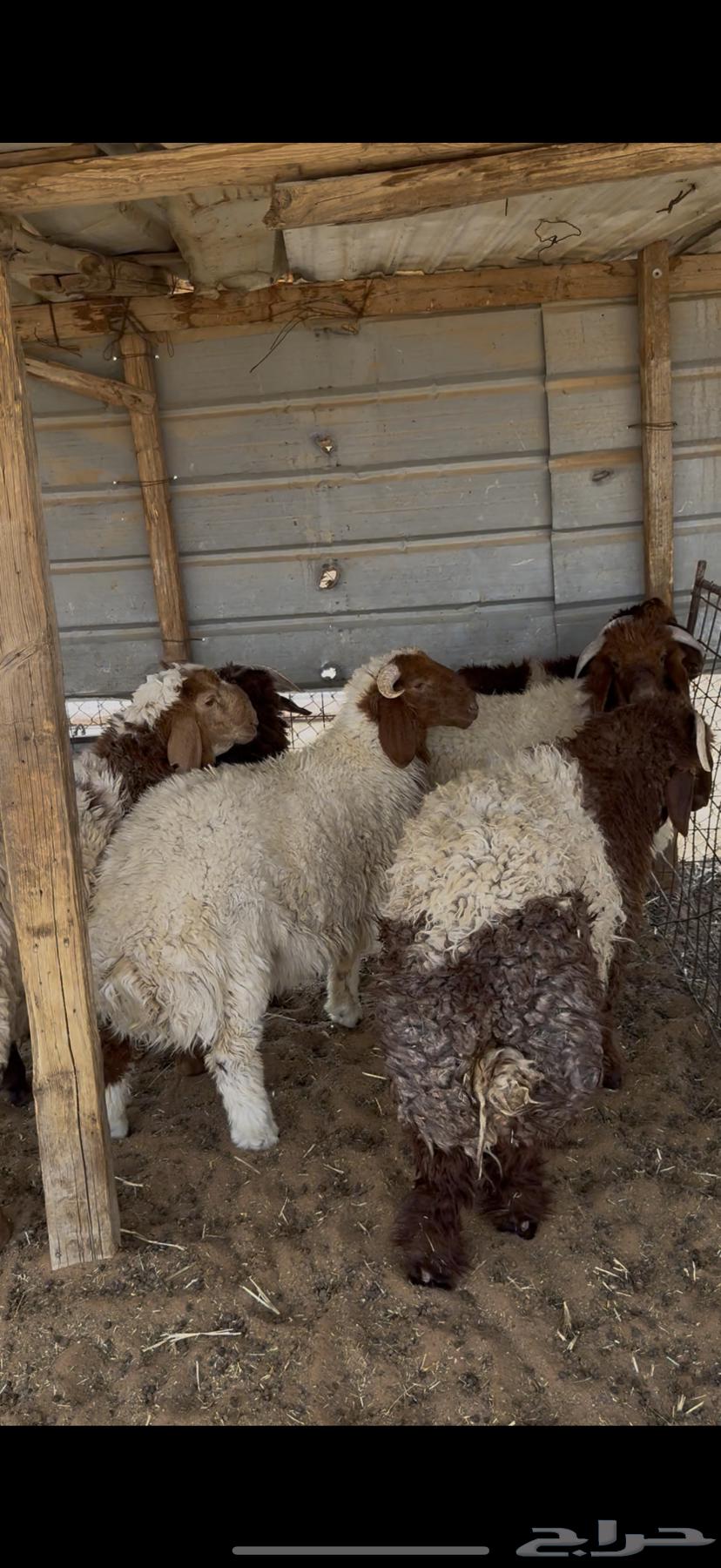 ذبايح ذبيحه حري نعيمي تيس يوجد تمارا64397561357443112