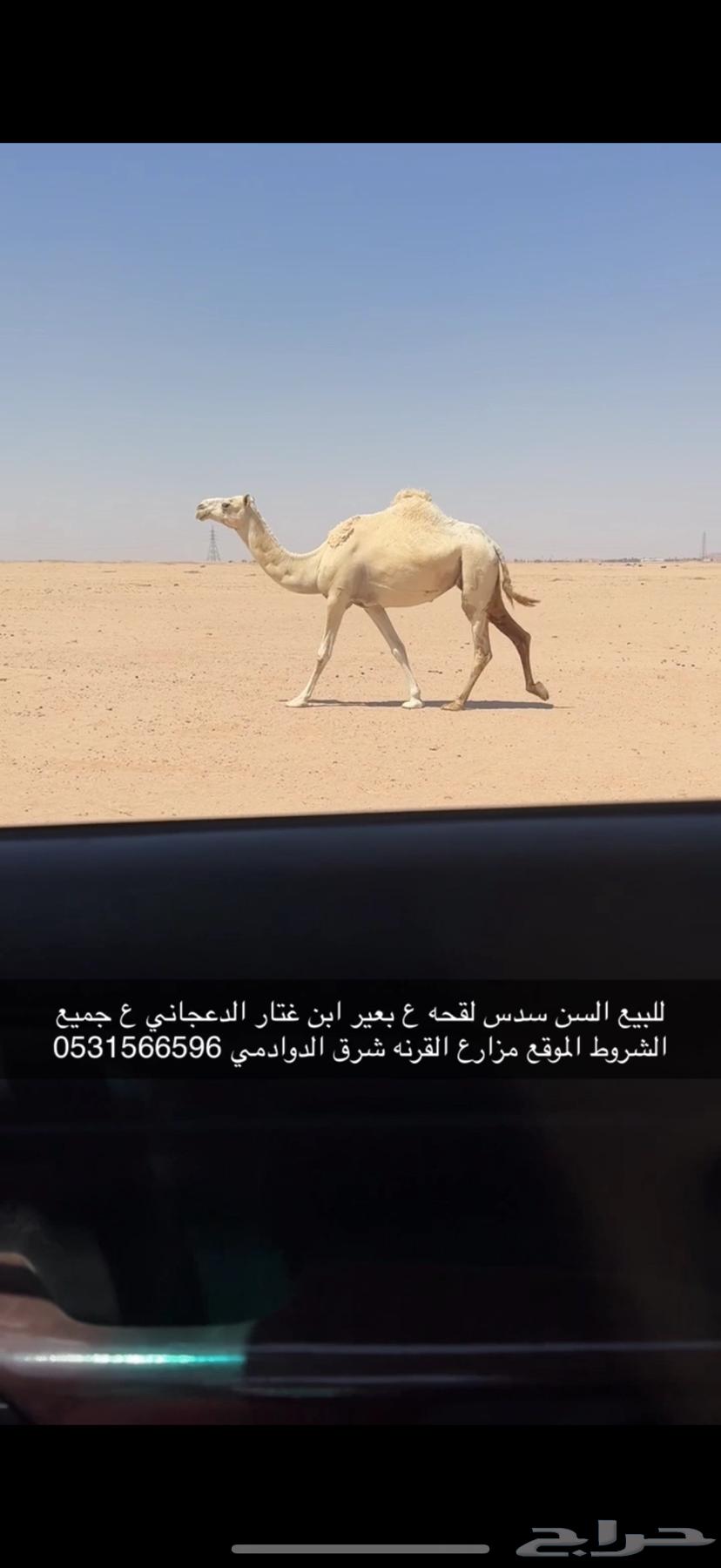 للبيع لقحه ع بعير منتج اقبل البدل غنم ذبايح مهره64400258983169112