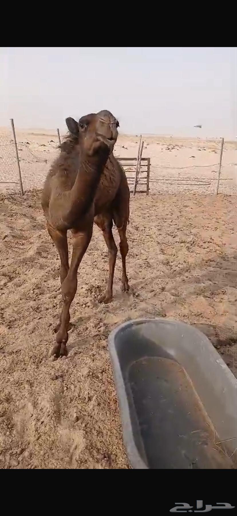 حاشي لباني مغلق64398395937153114