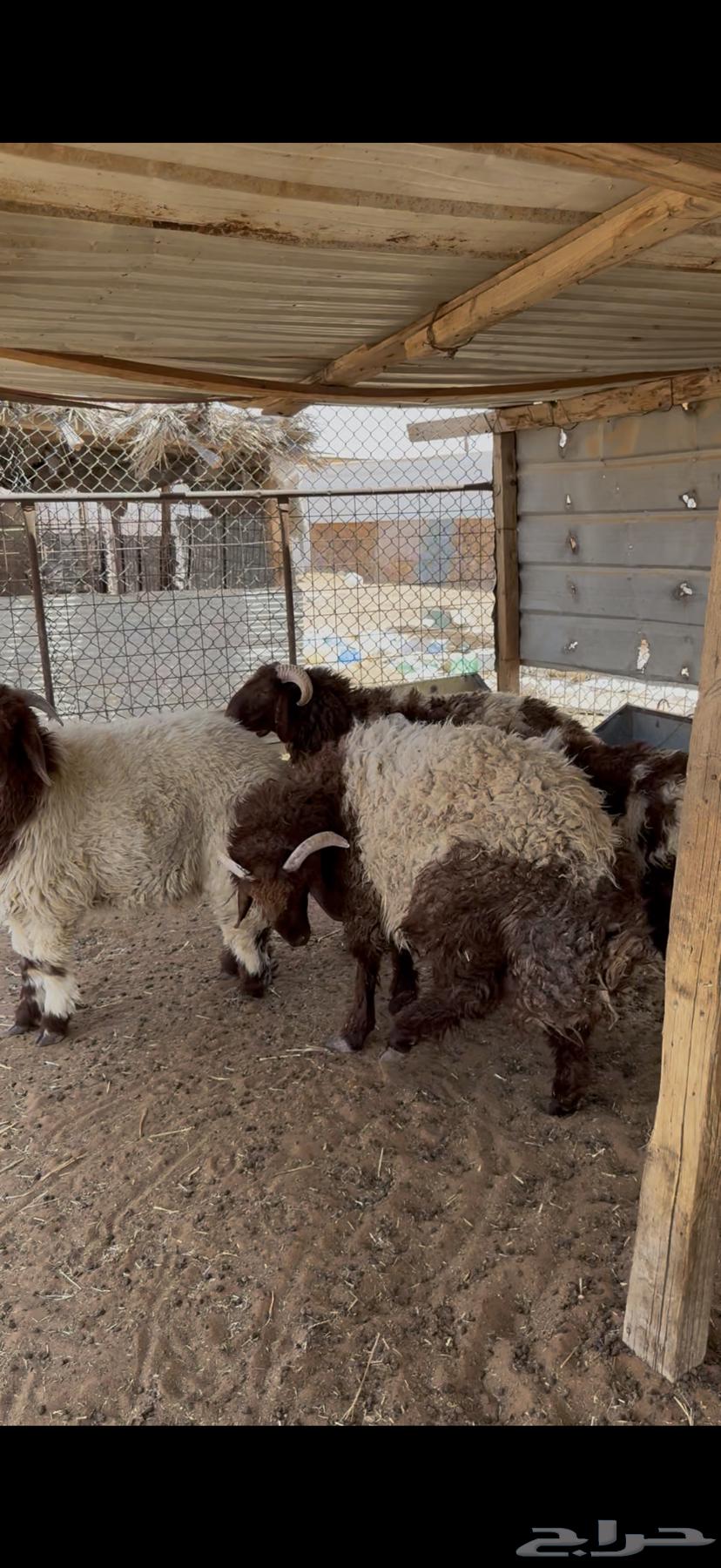 ذبايح ذبيحه حري نعيمي تيس يوجد تمارا64397561357443114