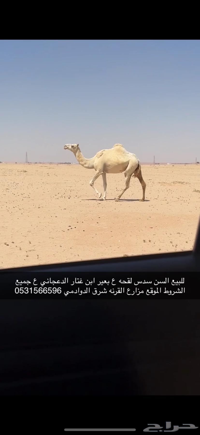 للبيع لقحه ع بعير منتج اقبل البدل غنم ذبايح مهره64400258983169111