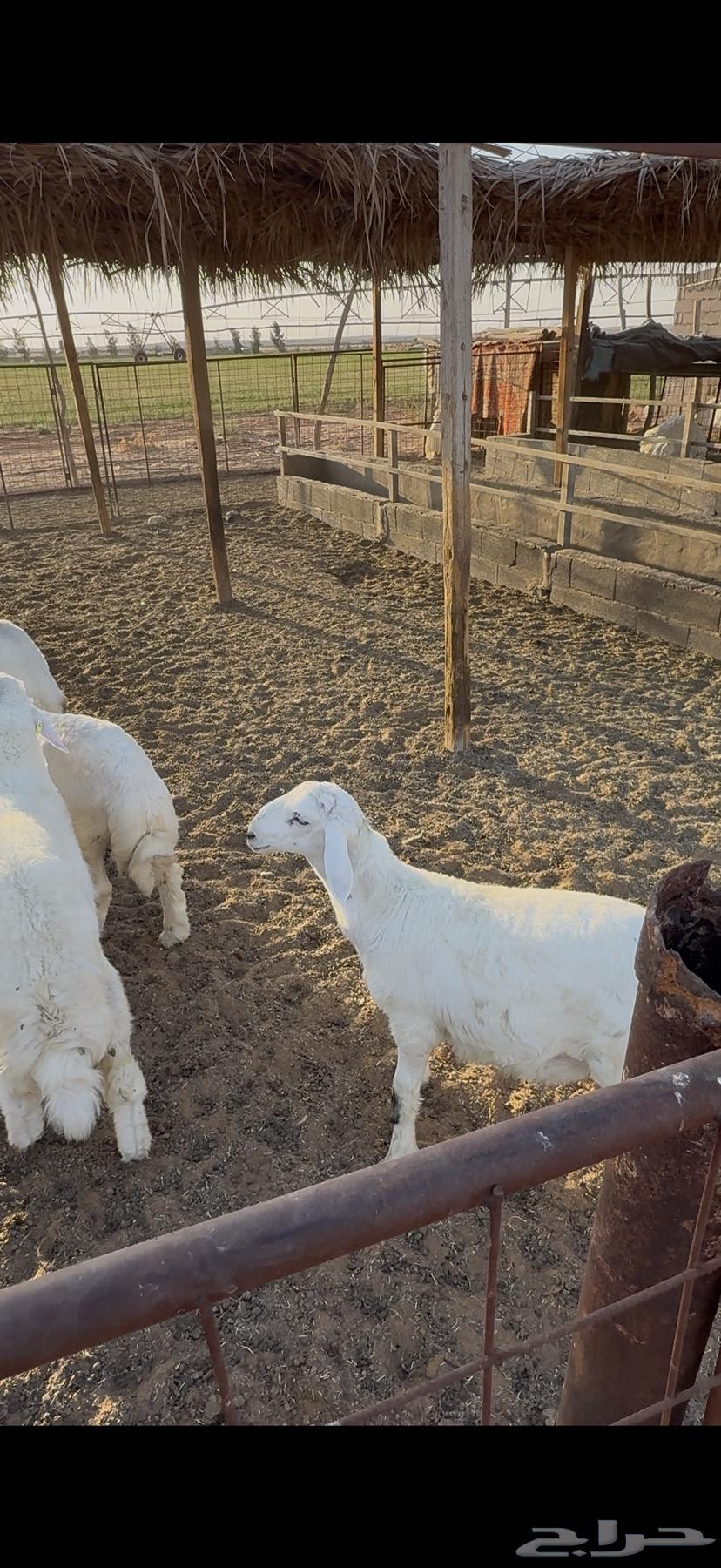 طليان حريه للبيع64399981740546114