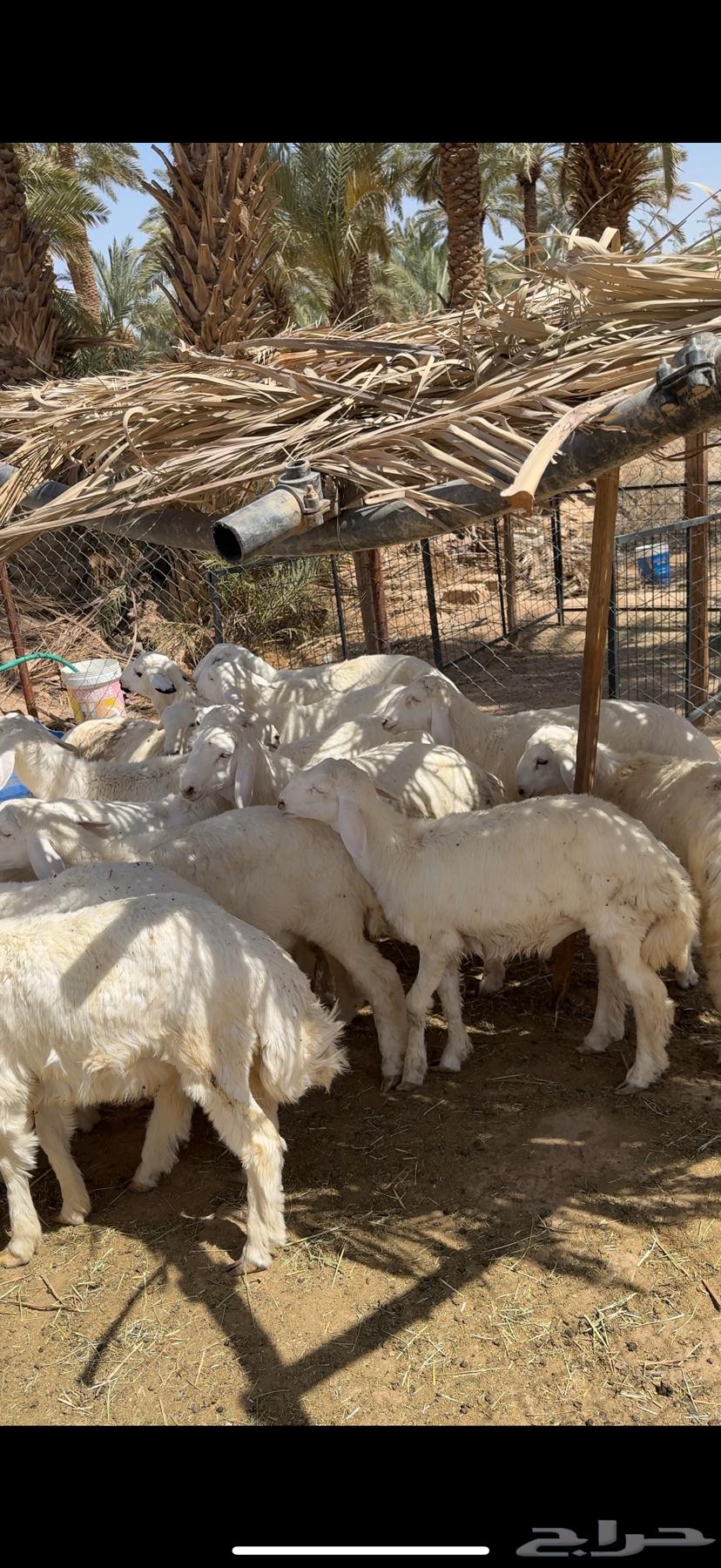 ذبائح نظيفة جدا  حري64392772470915112