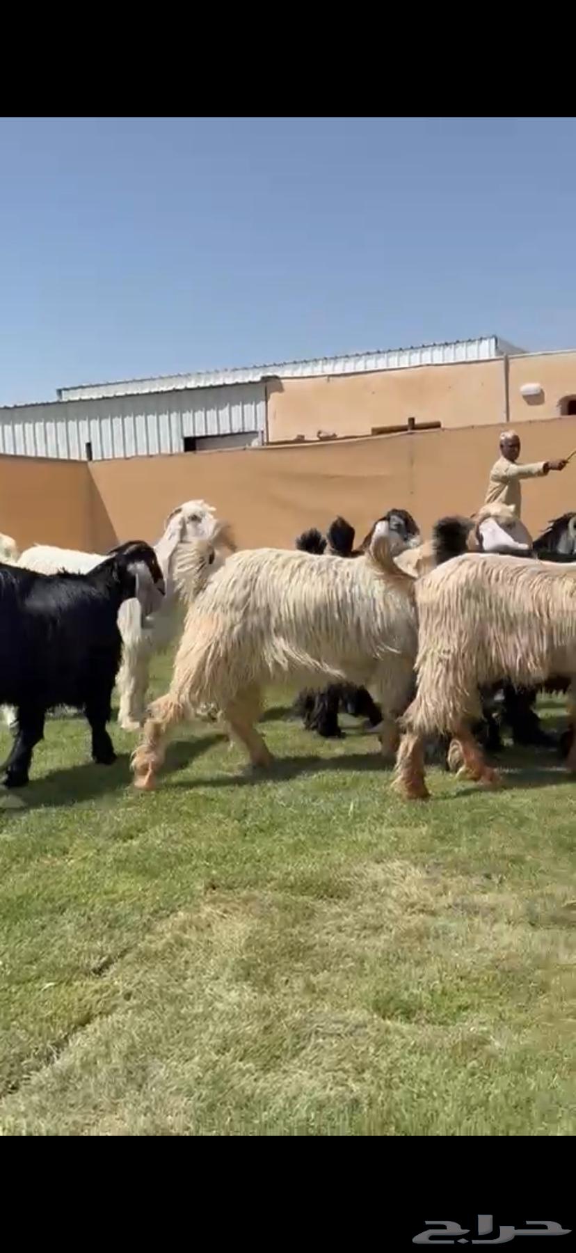 للبيع جذعات عوارض فاخره64393541548929113