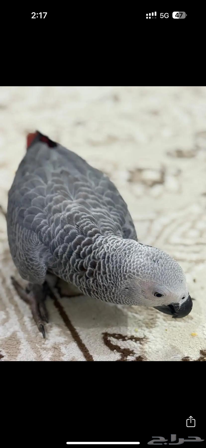 helmet64394317242499112