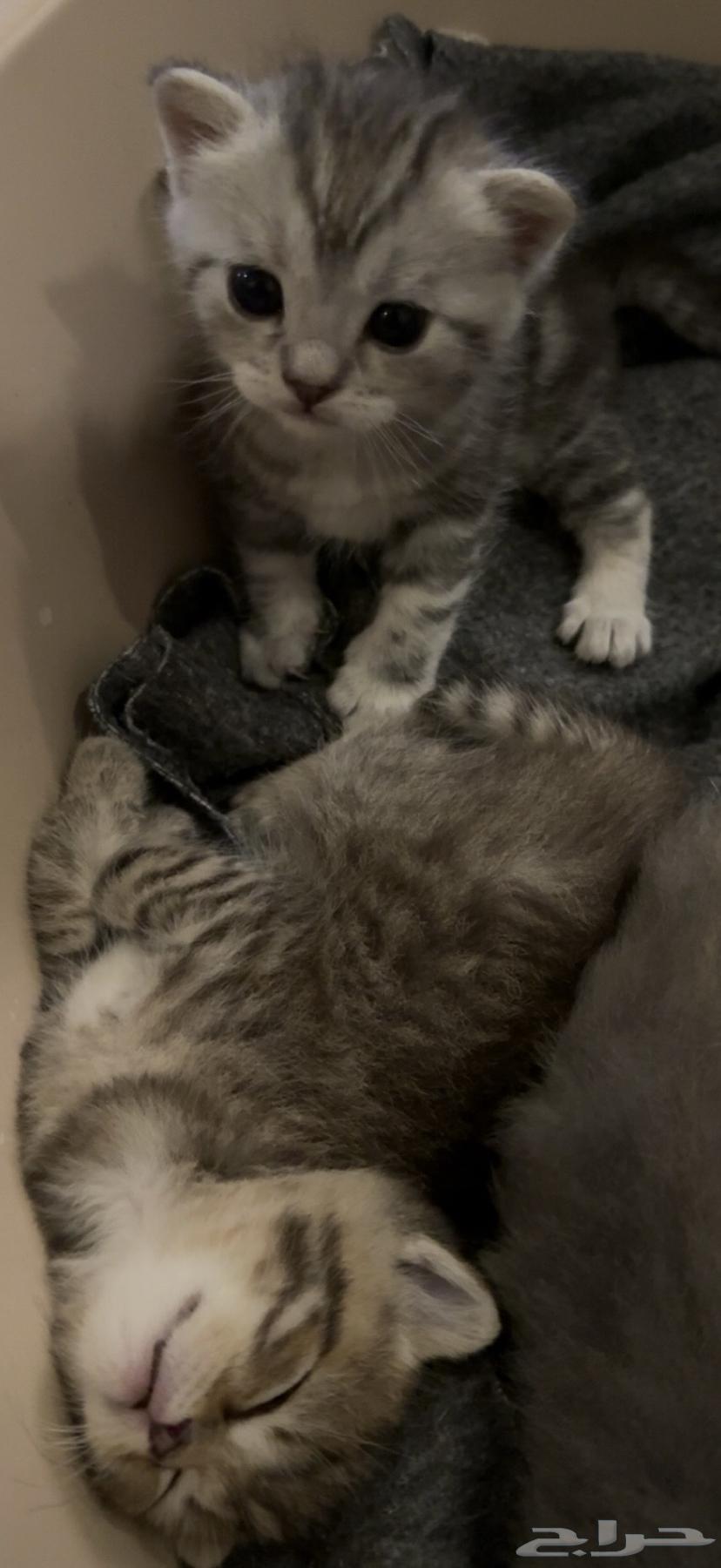 قطط كيتن سكوتش ستريت للبيع64393005305089113