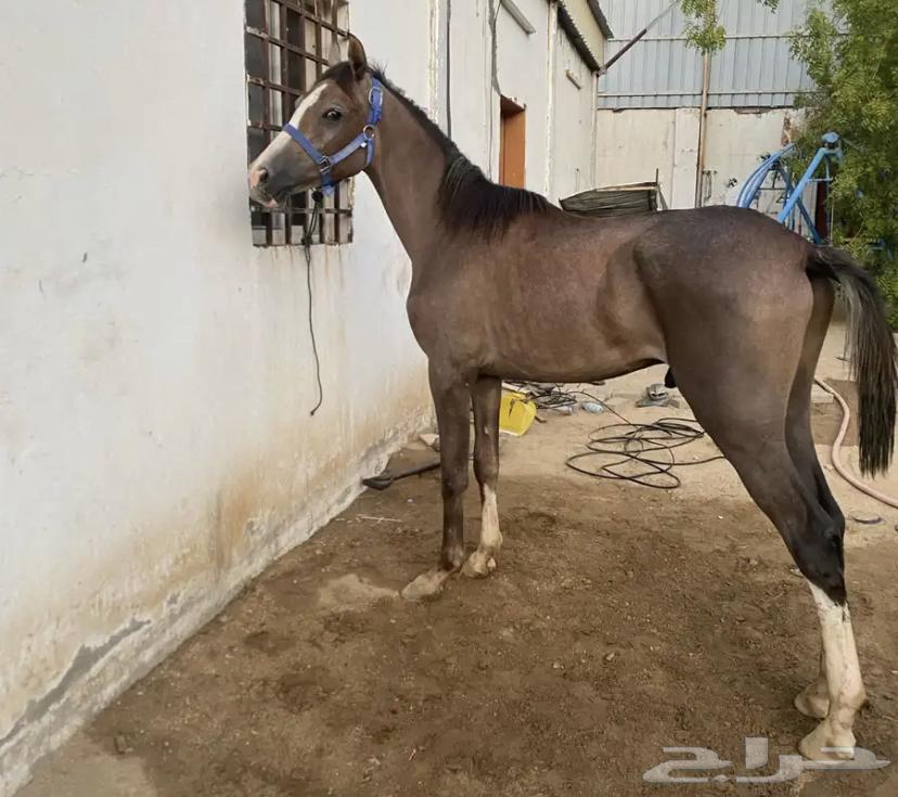 خيل حصان صيده العرض لمدة يومان64397492417027110